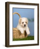 Coton De Tulear Puppy, 6 Weeks, in a Basket-Petra Wegner-Framed Photographic Print