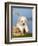 Coton De Tulear Puppy, 6 Weeks, in a Basket-Petra Wegner-Framed Photographic Print