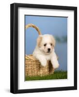 Coton De Tulear Puppy, 6 Weeks, in a Basket-Petra Wegner-Framed Photographic Print