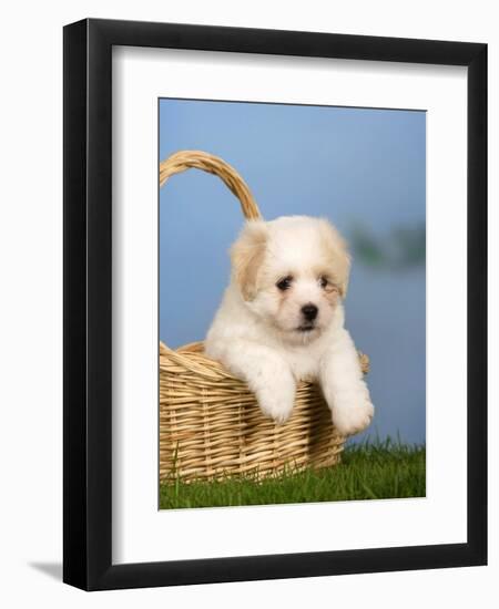 Coton De Tulear Puppy, 6 Weeks, in a Basket-Petra Wegner-Framed Photographic Print