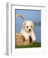 Coton De Tulear Puppy, 6 Weeks, in a Basket-Petra Wegner-Framed Photographic Print