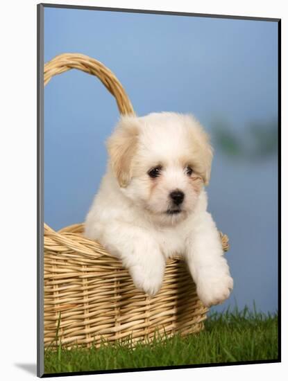 Coton De Tulear Puppy, 6 Weeks, in a Basket-Petra Wegner-Mounted Photographic Print