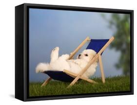 Coton De Tulear Puppy, 6 Weeks, Lying in a Deckchair-Petra Wegner-Framed Stretched Canvas