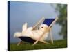 Coton De Tulear Puppy, 6 Weeks, Lying in a Deckchair-Petra Wegner-Stretched Canvas