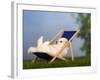 Coton De Tulear Puppy, 6 Weeks, Lying in a Deckchair-Petra Wegner-Framed Photographic Print