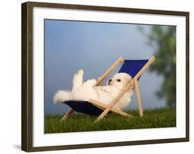 Coton De Tulear Puppy, 6 Weeks, Lying in a Deckchair-Petra Wegner-Framed Photographic Print