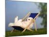 Coton De Tulear Puppy, 6 Weeks, Lying in a Deckchair-Petra Wegner-Mounted Photographic Print