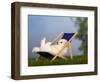 Coton De Tulear Puppy, 6 Weeks, Lying in a Deckchair-Petra Wegner-Framed Photographic Print