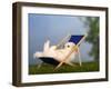 Coton De Tulear Puppy, 6 Weeks, Lying in a Deckchair-Petra Wegner-Framed Photographic Print