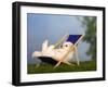 Coton De Tulear Puppy, 6 Weeks, Lying in a Deckchair-Petra Wegner-Framed Photographic Print