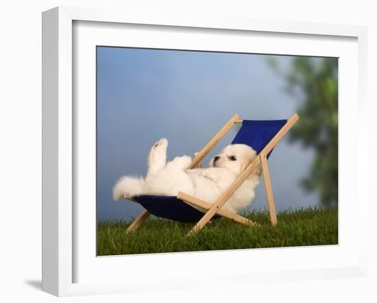 Coton De Tulear Puppy, 6 Weeks, Lying in a Deckchair-Petra Wegner-Framed Photographic Print
