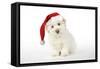 Coton De Tulear Puppy (8 Wks Old)-null-Framed Stretched Canvas