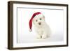 Coton De Tulear Puppy (8 Wks Old)-null-Framed Photographic Print