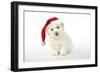 Coton De Tulear Puppy (8 Wks Old)-null-Framed Photographic Print