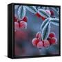 Cotoneaster Berries Covered in Frost-null-Framed Stretched Canvas