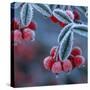 Cotoneaster Berries Covered in Frost-null-Stretched Canvas