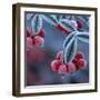 Cotoneaster Berries Covered in Frost-null-Framed Photographic Print