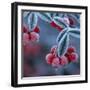 Cotoneaster Berries Covered in Frost-null-Framed Photographic Print