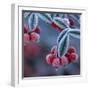 Cotoneaster Berries Covered in Frost-null-Framed Photographic Print