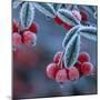 Cotoneaster Berries Covered in Frost-null-Mounted Photographic Print