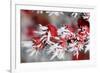 Cotoneaster Frozen Berries-null-Framed Photographic Print