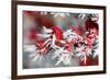 Cotoneaster Frozen Berries-null-Framed Photographic Print