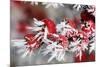 Cotoneaster Frozen Berries-null-Mounted Photographic Print