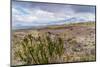 Cotopaxi National Park, a large forested area known for the active, snow-capped Cotopaxi volcano, E-Alexandre Rotenberg-Mounted Photographic Print