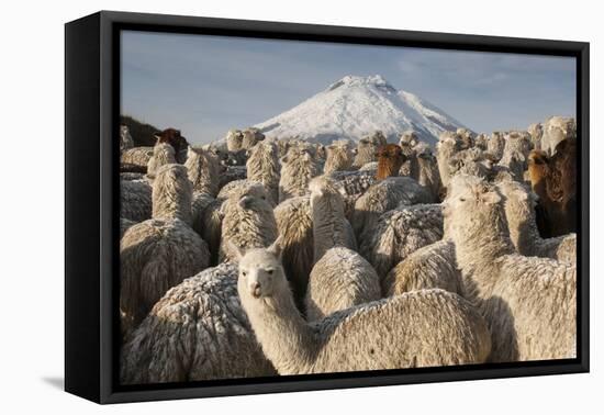 Cotopaxi Volcano and Alpacas, Cotopaxi National Park, Andes, Ecuador-Pete Oxford-Framed Stretched Canvas