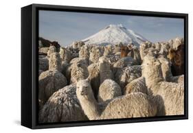 Cotopaxi Volcano and Alpacas, Cotopaxi National Park, Andes, Ecuador-Pete Oxford-Framed Stretched Canvas