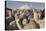 Cotopaxi Volcano and Alpacas, Cotopaxi National Park, Andes, Ecuador-Pete Oxford-Stretched Canvas