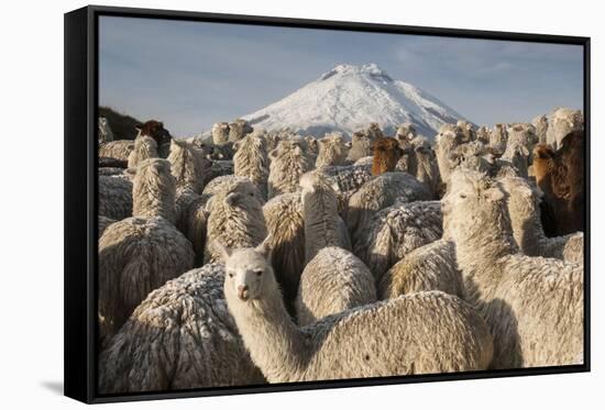 Cotopaxi Volcano and Alpacas, Cotopaxi National Park, Andes, Ecuador-Pete Oxford-Framed Stretched Canvas