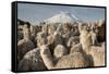 Cotopaxi Volcano and Alpacas, Cotopaxi National Park, Andes, Ecuador-Pete Oxford-Framed Stretched Canvas