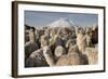 Cotopaxi Volcano and Alpacas, Cotopaxi National Park, Andes, Ecuador-Pete Oxford-Framed Photographic Print
