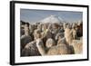 Cotopaxi Volcano and Alpacas, Cotopaxi National Park, Andes, Ecuador-Pete Oxford-Framed Photographic Print