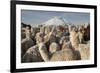 Cotopaxi Volcano and Alpacas, Cotopaxi National Park, Andes, Ecuador-Pete Oxford-Framed Photographic Print