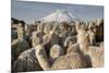 Cotopaxi Volcano and Alpacas, Cotopaxi National Park, Andes, Ecuador-Pete Oxford-Mounted Photographic Print