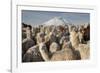 Cotopaxi Volcano and Alpacas, Cotopaxi National Park, Andes, Ecuador-Pete Oxford-Framed Photographic Print