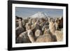 Cotopaxi Volcano and Alpacas, Cotopaxi National Park, Andes, Ecuador-Pete Oxford-Framed Photographic Print