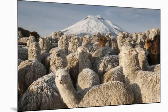 Cotopaxi Volcano and Alpacas, Cotopaxi National Park, Andes, Ecuador-Pete Oxford-Mounted Photographic Print