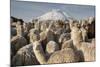 Cotopaxi Volcano and Alpacas, Cotopaxi National Park, Andes, Ecuador-Pete Oxford-Mounted Photographic Print