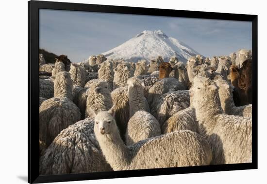 Cotopaxi Volcano and Alpacas, Cotopaxi National Park, Andes, Ecuador-Pete Oxford-Framed Photographic Print