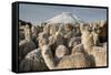 Cotopaxi Volcano and Alpacas, Cotopaxi National Park, Andes, Ecuador-Pete Oxford-Framed Stretched Canvas