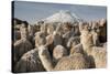 Cotopaxi Volcano and Alpacas, Cotopaxi National Park, Andes, Ecuador-Pete Oxford-Stretched Canvas