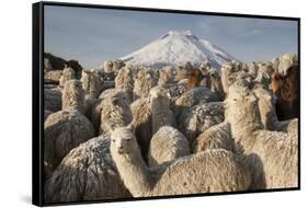 Cotopaxi Volcano and Alpacas, Cotopaxi National Park, Andes, Ecuador-Pete Oxford-Framed Stretched Canvas