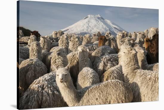 Cotopaxi Volcano and Alpacas, Cotopaxi National Park, Andes, Ecuador-Pete Oxford-Stretched Canvas