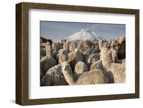 Cotopaxi Volcano and Alpacas, Cotopaxi National Park, Andes, Ecuador-Pete Oxford-Framed Photographic Print