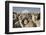 Cotopaxi Volcano and Alpacas, Cotopaxi National Park, Andes, Ecuador-Pete Oxford-Framed Photographic Print