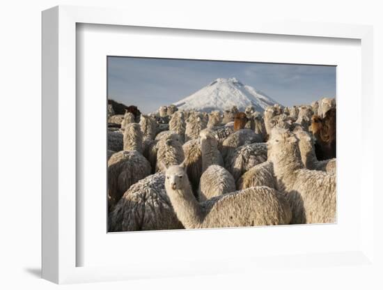 Cotopaxi Volcano and Alpacas, Cotopaxi National Park, Andes, Ecuador-Pete Oxford-Framed Photographic Print