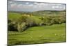 Cotswold Landscape, Near Winchcombe, Cotswolds, Gloucestershire, England, United Kingdom, Europe-Stuart Black-Mounted Photographic Print